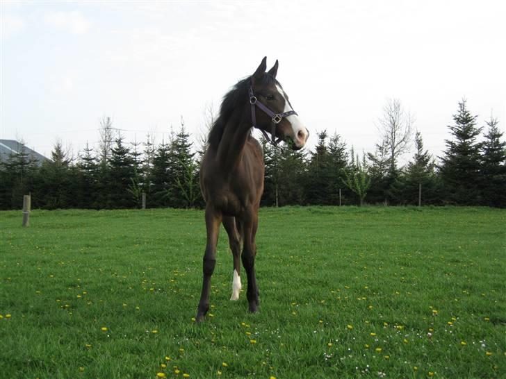 Svensk Varmblod Belize - Sommeren 2008 billede 6
