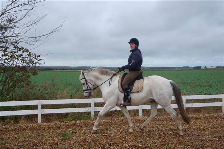 New Forest Odbjergs Bayard (R.I.P)  billede 1