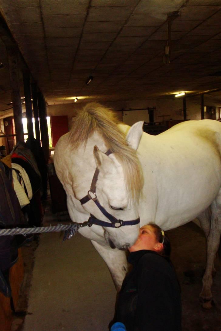 New Forest Odbjergs Bayard (R.I.P)  billede 2