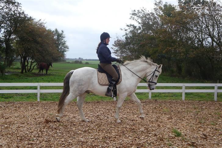 New Forest Odbjergs Bayard (R.I.P)  billede 4