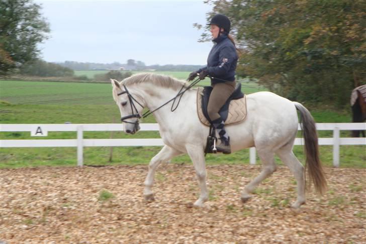 New Forest Odbjergs Bayard (R.I.P)  billede 5