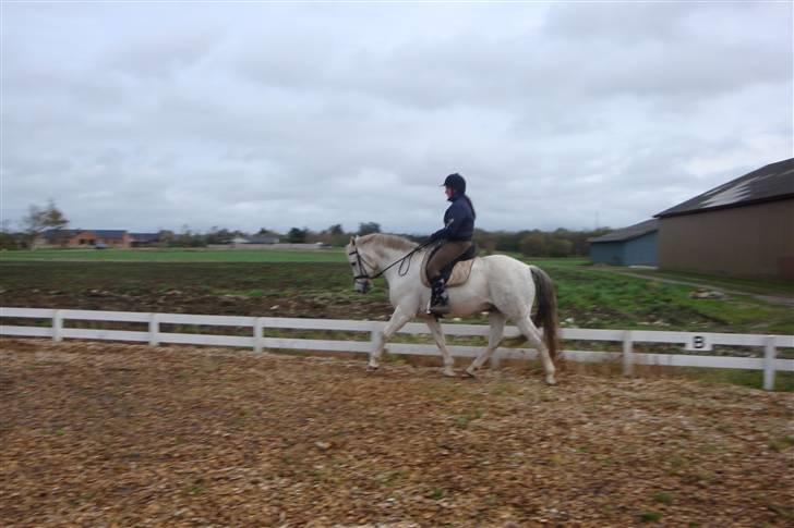 New Forest Odbjergs Bayard (R.I.P)  billede 6