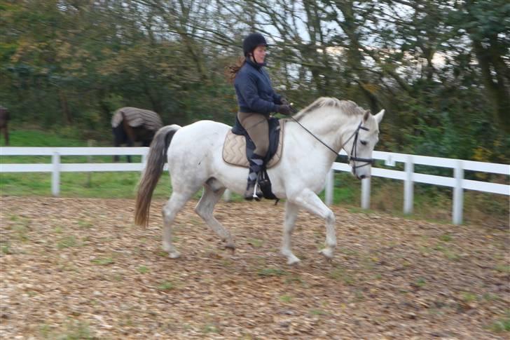 New Forest Odbjergs Bayard (R.I.P)  billede 8