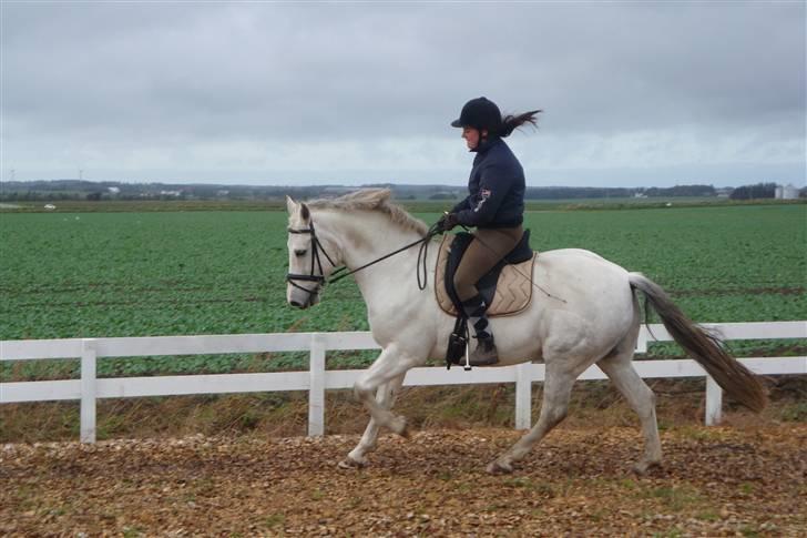 New Forest Odbjergs Bayard (R.I.P)  billede 10