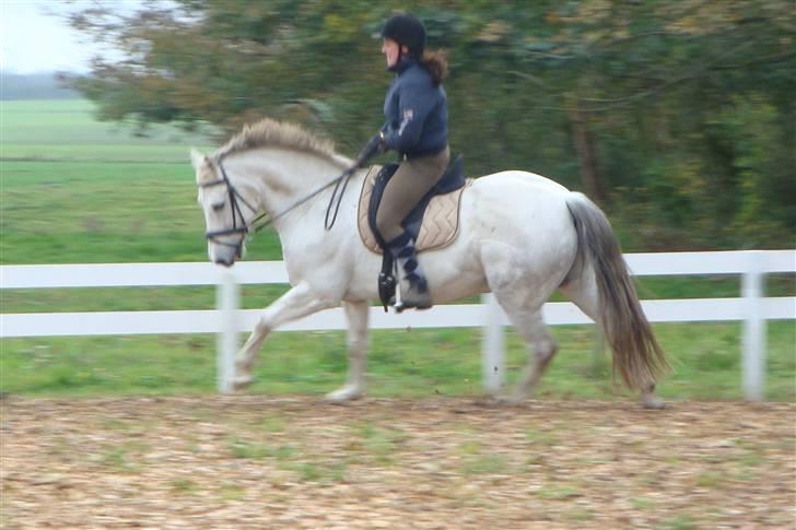 New Forest Odbjergs Bayard (R.I.P)  billede 11