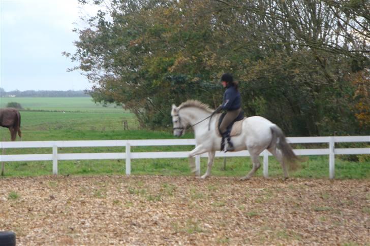 New Forest Odbjergs Bayard (R.I.P)  billede 12