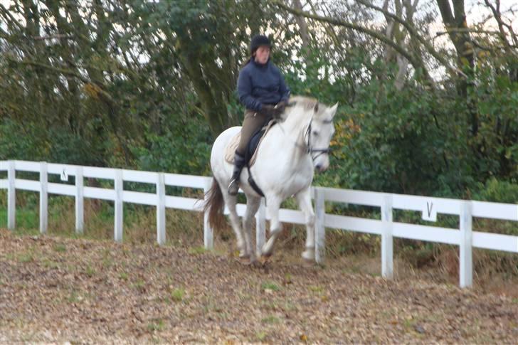 New Forest Odbjergs Bayard (R.I.P)  billede 13