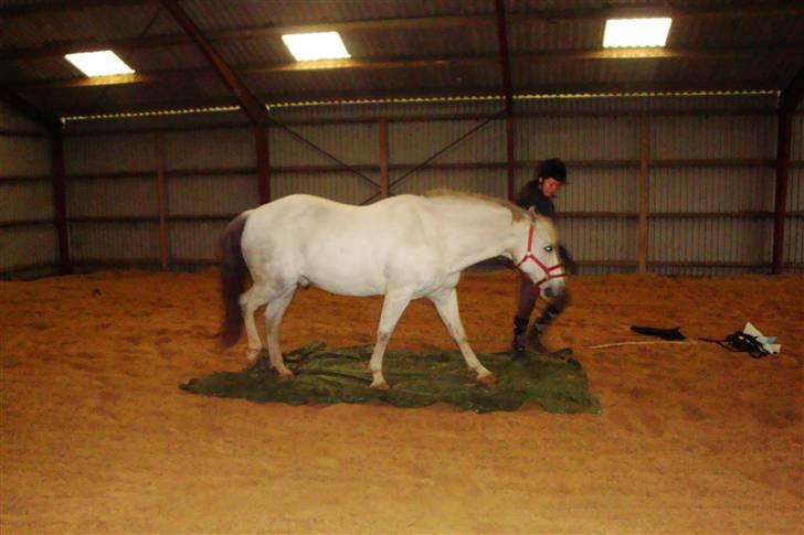 New Forest Odbjergs Bayard (R.I.P)  billede 14