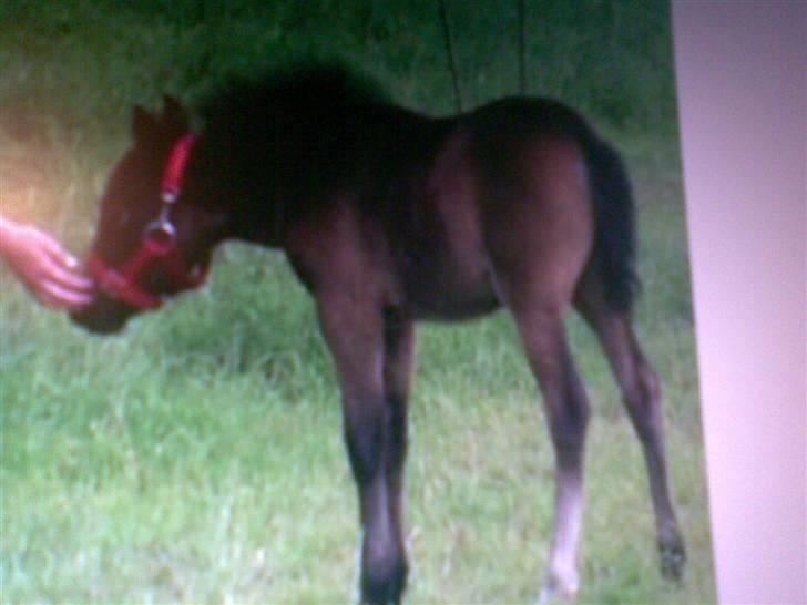 Welsh Mountain (sec A) Christoft Troika - Troika føl billede 9