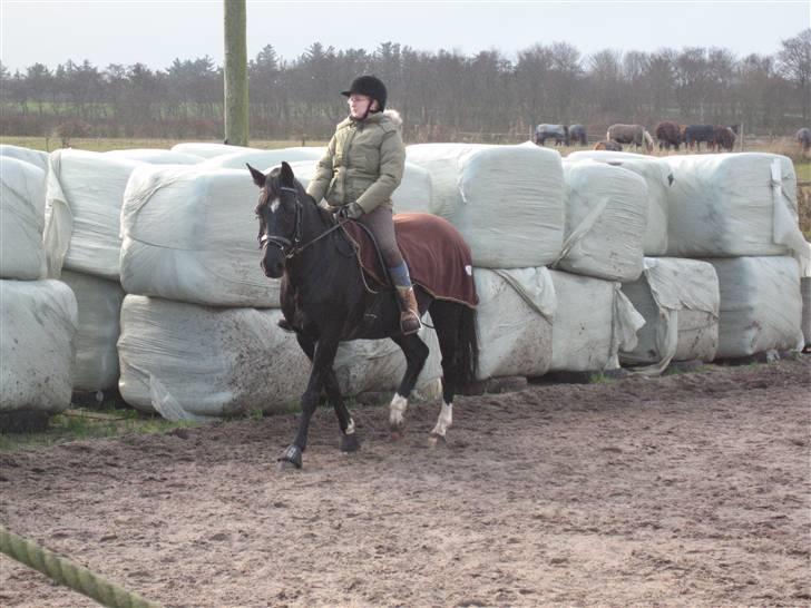 Anden særlig race Scarlet (gammel part) - Nyt * Skridter for på banen :) Stine har været fotograf ;o) billede 8