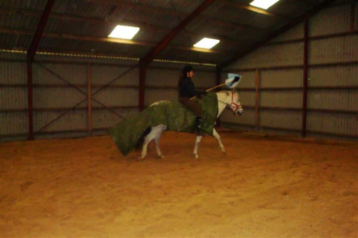 New Forest Odbjergs Bayard (R.I.P)  billede 19