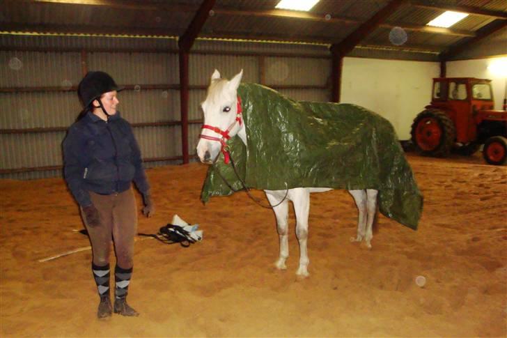 New Forest Odbjergs Bayard (R.I.P)  billede 20