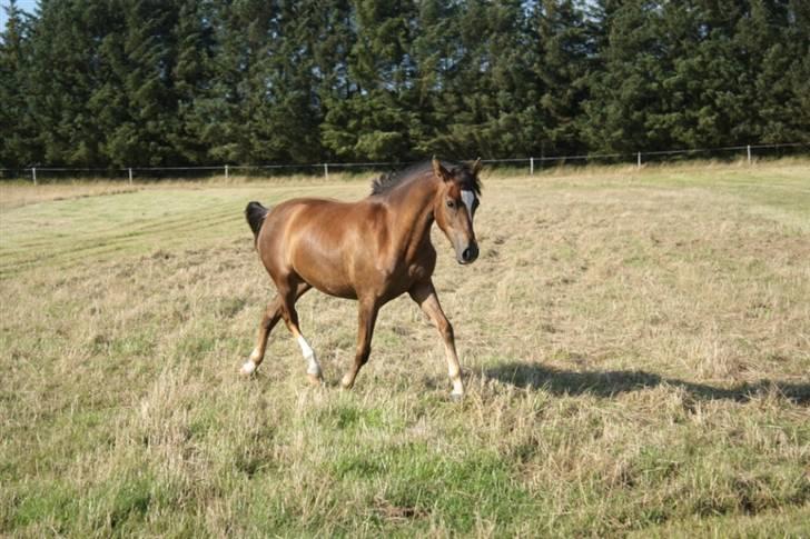 New Forest Alhedens Fleur billede 16