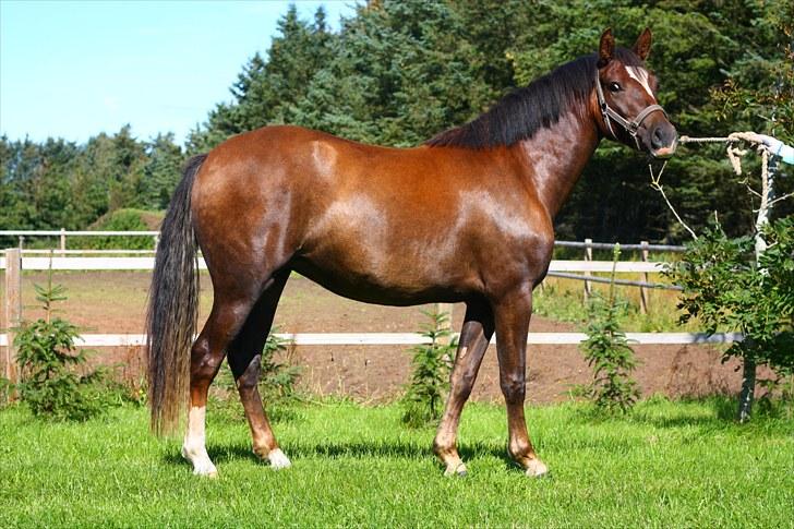 New Forest Alhedens Fleur billede 17