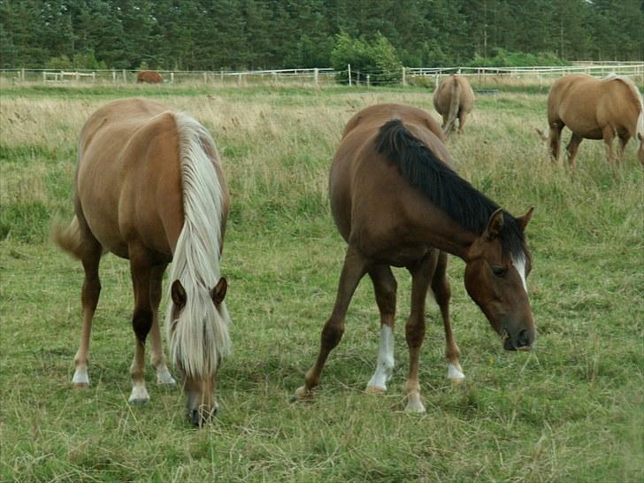 New Forest Alhedens Fleur billede 18