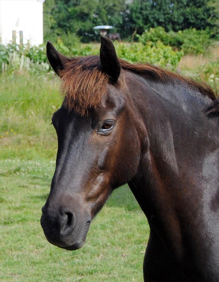 New Forest Cosmo spring pony - Cosmo sommer fold 2010 <3 billede 12