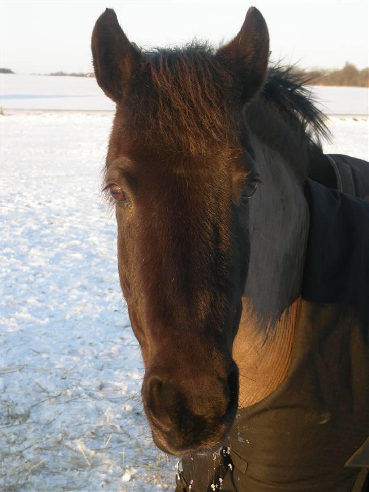 New Forest Cosmo spring pony - Du er bare så sød <3 billede 13