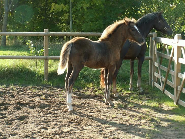 New Forest Alhedens Fleur billede 19