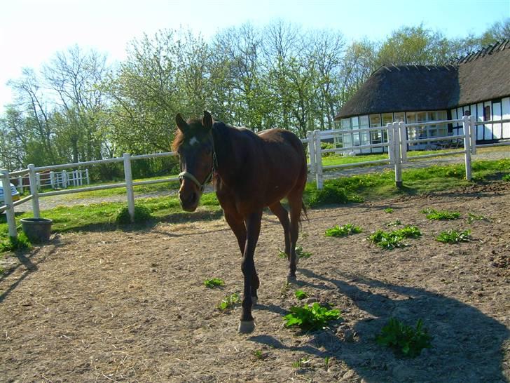 Standardbred India Spirit(passer) - Hvad skal du nu Diana billede 1