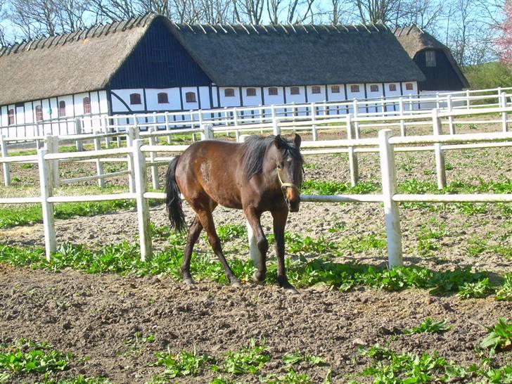 Standardbred India Spirit(passer) - Har du noget guf Diana så kommer jeg straks billede 2