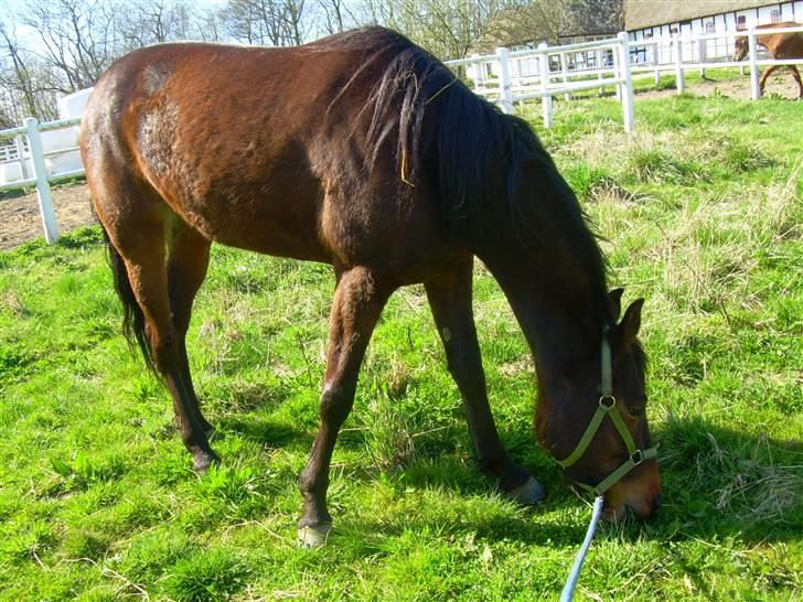 Standardbred India Spirit(passer) - Her stå jeg lige sammen med Diana og spiser lidt græs billede 3