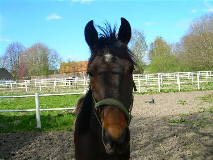 Standardbred India Spirit(passer) - Hvad skal du inde i buskene billede 5