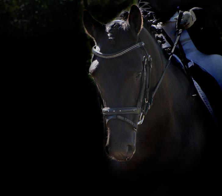 Anden særlig race Grusgårds Sorteper   - et lille billede jeg selv har ændret lidt i billede 18