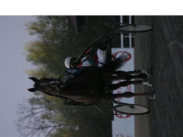 Traver Montana Sølvtop billede 8