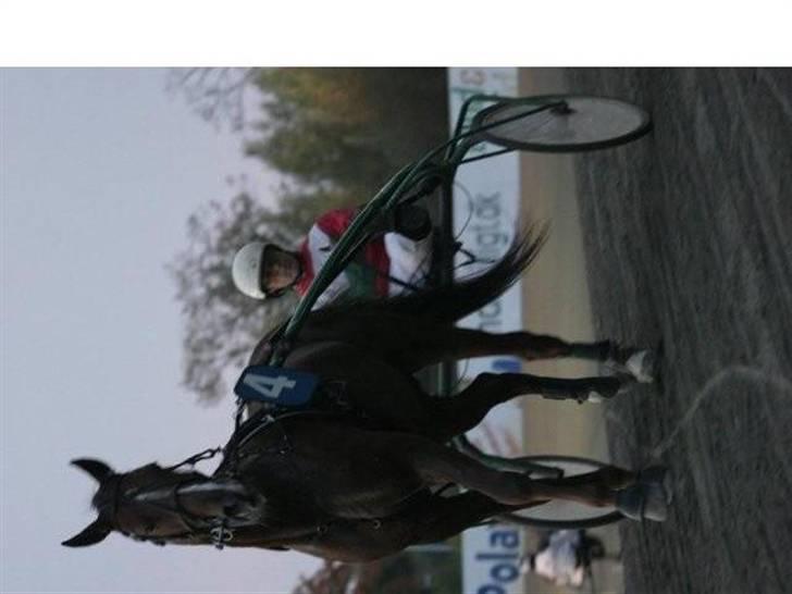 Traver Montana Sølvtop billede 9