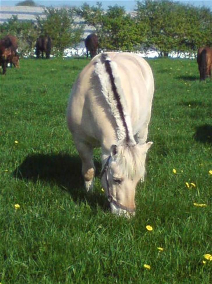 Fjordhest Sunshine Laban - Velkommen til bamsens profil :-) (foto: mig) billede 1