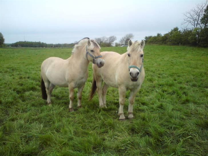 Fjordhest Sunshine Laban - Lamse & hans vedhæng - Basse :-D (Foto: mig) billede 4
