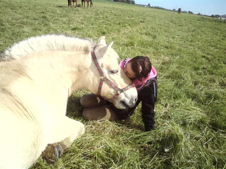 Fjordhest Sunshine Laban - Jeg stoler 101% på dén pony. (foto: Jeanette Mehl) billede 5
