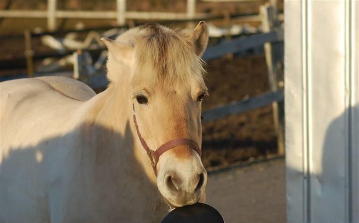 Fjordhest Sunshine Laban - Dét siger vi ikke til Jeanette! :-D (Foto: Louise S.) billede 6