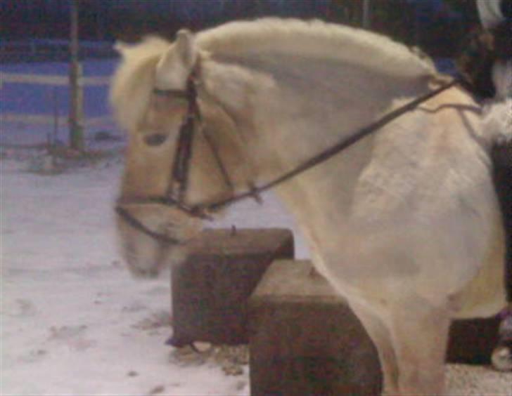 Fjordhest Sunshine Laban - Dejlige pony :-) (Foto: Jeanette Mehl) billede 7