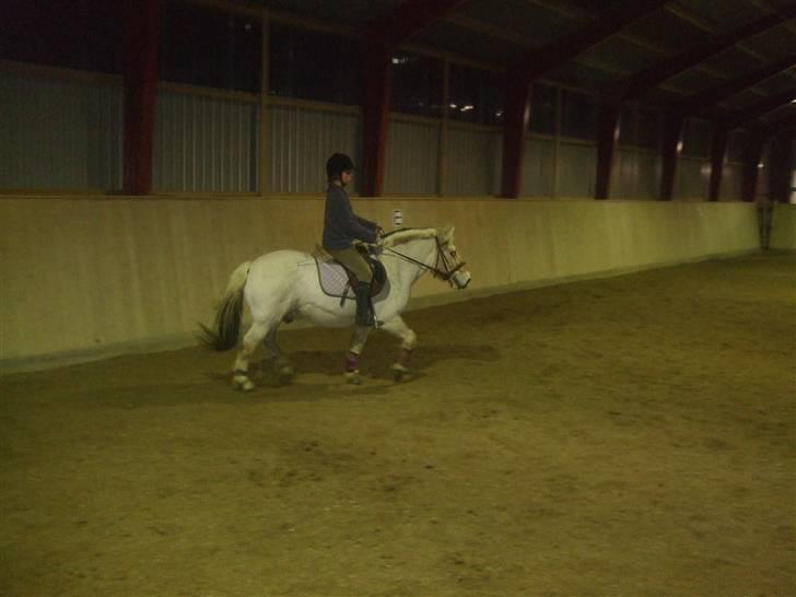 Fjordhest Sunshine Laban - Dressurarbejde. (Foto: Ida D.) billede 8