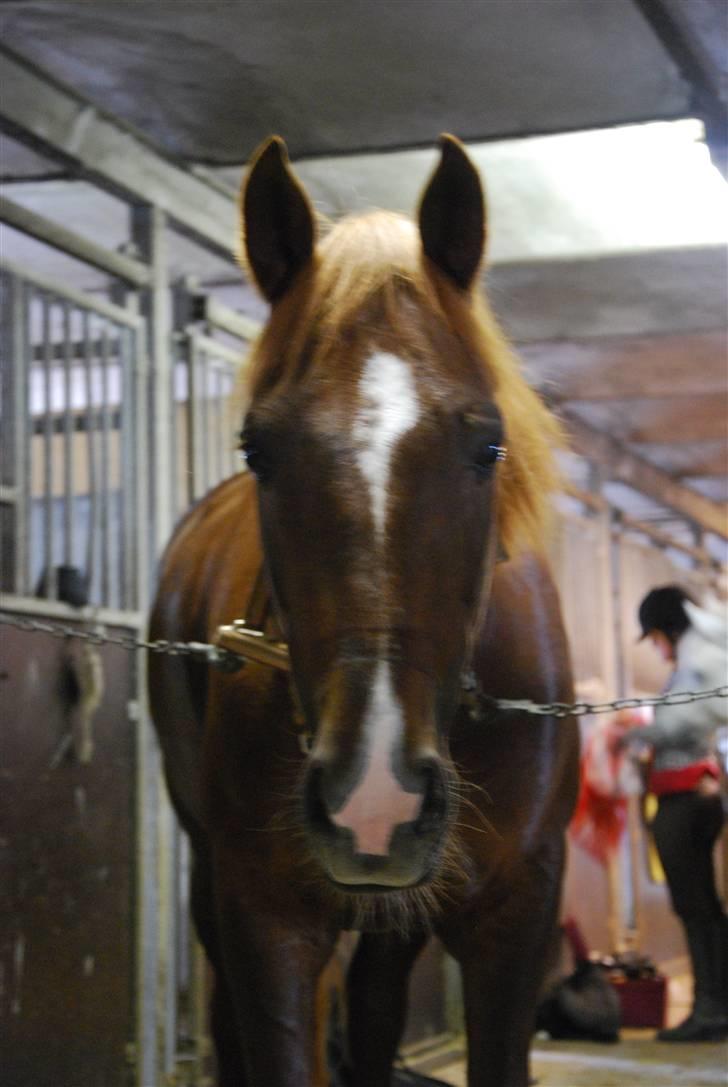 New Forest Igor billede 5