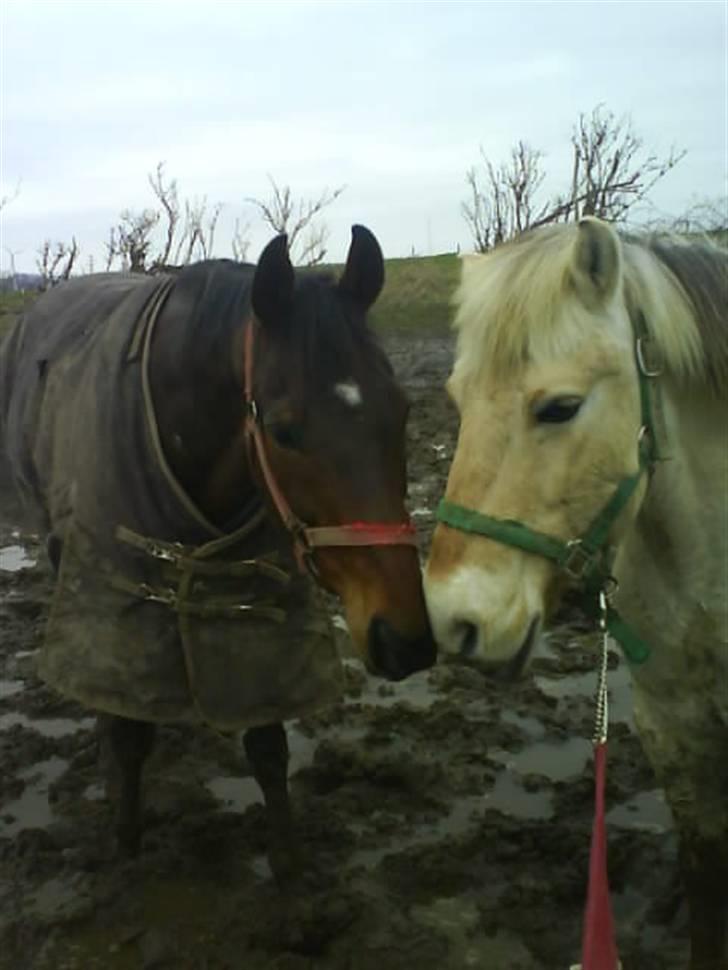 Fjordhest Sunshine Laban - Meget heldigt taget. Basse bed Laban lige efter :-) fjollehoveder. (Foto: mig) billede 9
