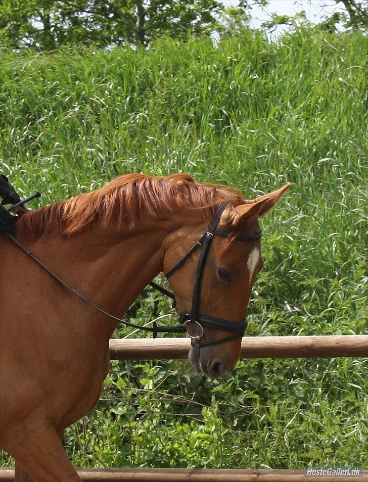Dansk Varmblod Grube'S Cassione  - Under ridning. Foto: Maria Njor Smidstrup billede 4