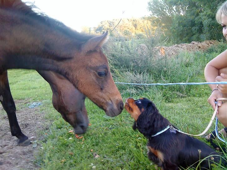 DSP No Me Glamour (solgt:`( ) billede 1