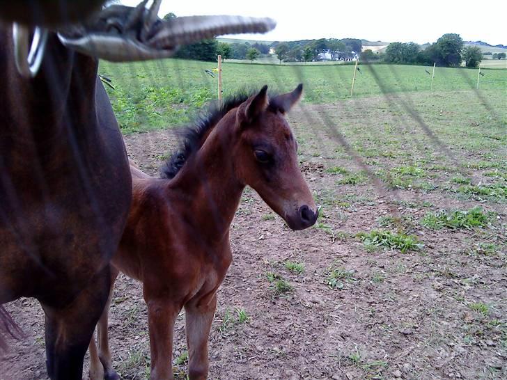 DSP No Me Glamour (solgt:`( ) billede 2