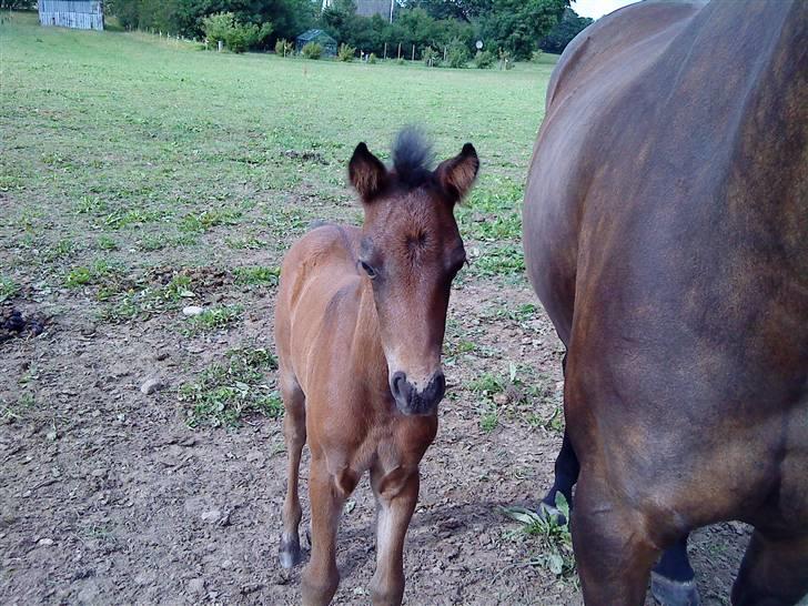 DSP No Me Glamour (solgt:`( ) billede 3