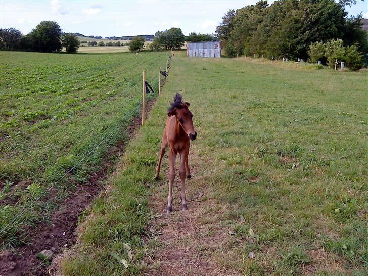 DSP No Me Glamour (solgt:`( ) billede 4