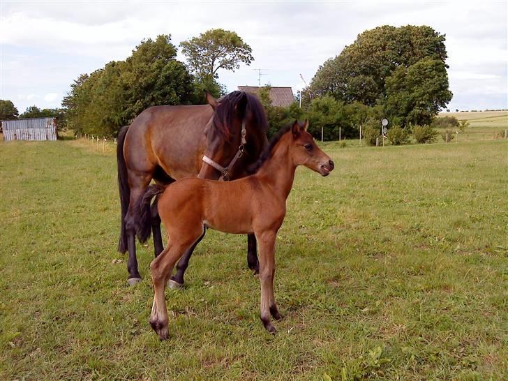 DSP No Me Glamour (solgt:`( ) billede 5