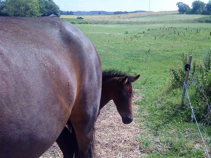 DSP No Me Glamour (solgt:`( ) billede 7