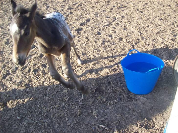 Anden særlig race gina solgt lille brors  billede 1