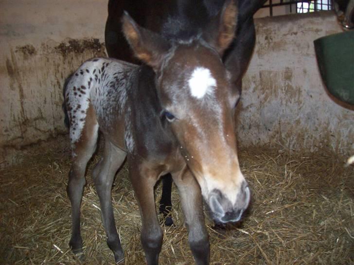 Anden særlig race gina solgt lille brors  billede 2