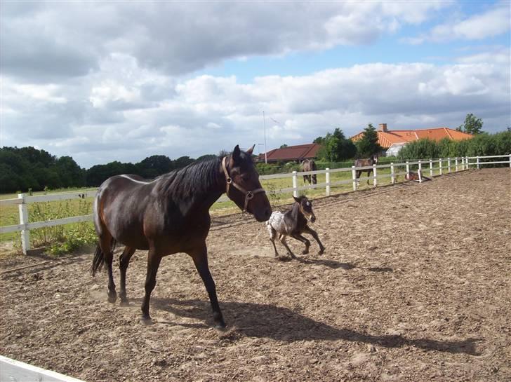 Anden særlig race gina solgt lille brors  billede 3