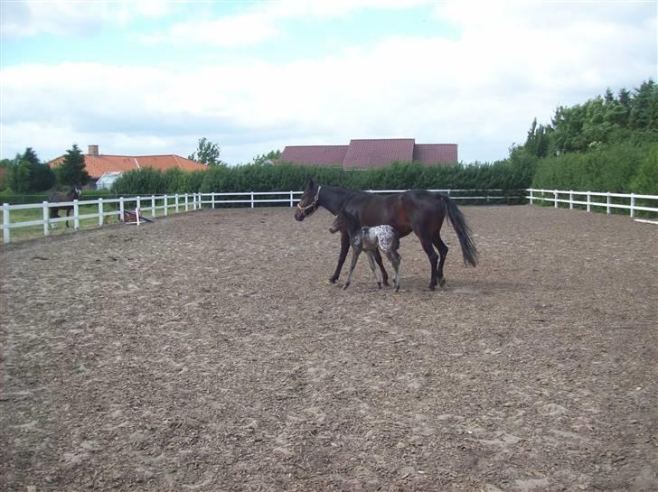 Anden særlig race gina solgt lille brors  billede 4