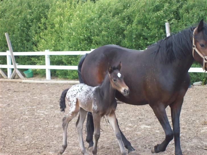 Anden særlig race gina solgt lille brors  billede 5