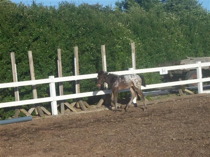 Anden særlig race gina solgt lille brors  billede 7